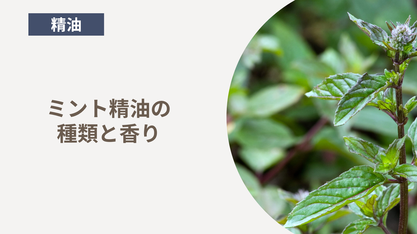 ミント精油の種類と香り