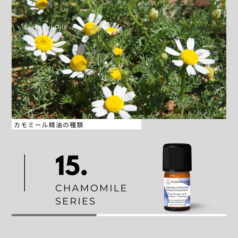 カモミール精油の種類と香り