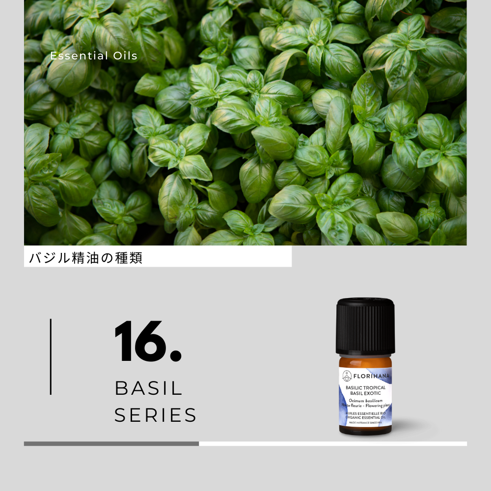 バジル精油の種類と香り