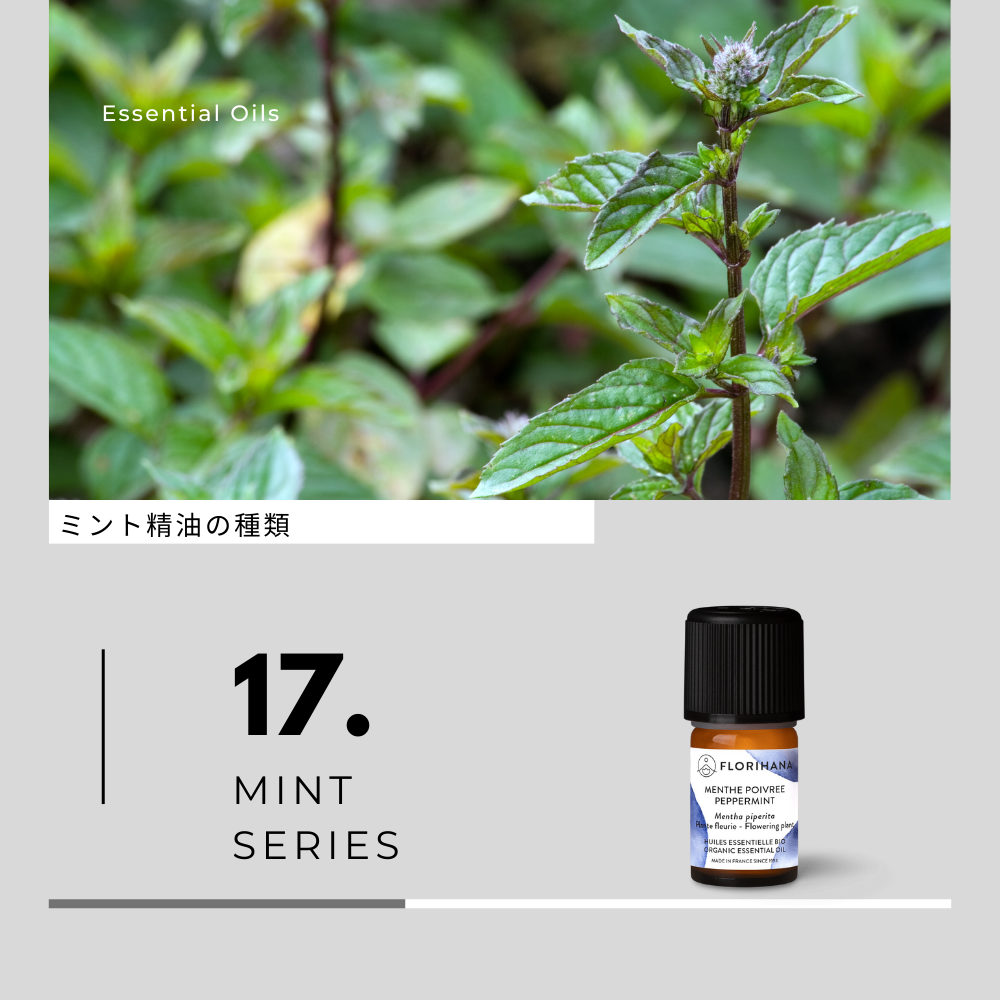 ミント精油の種類と香り