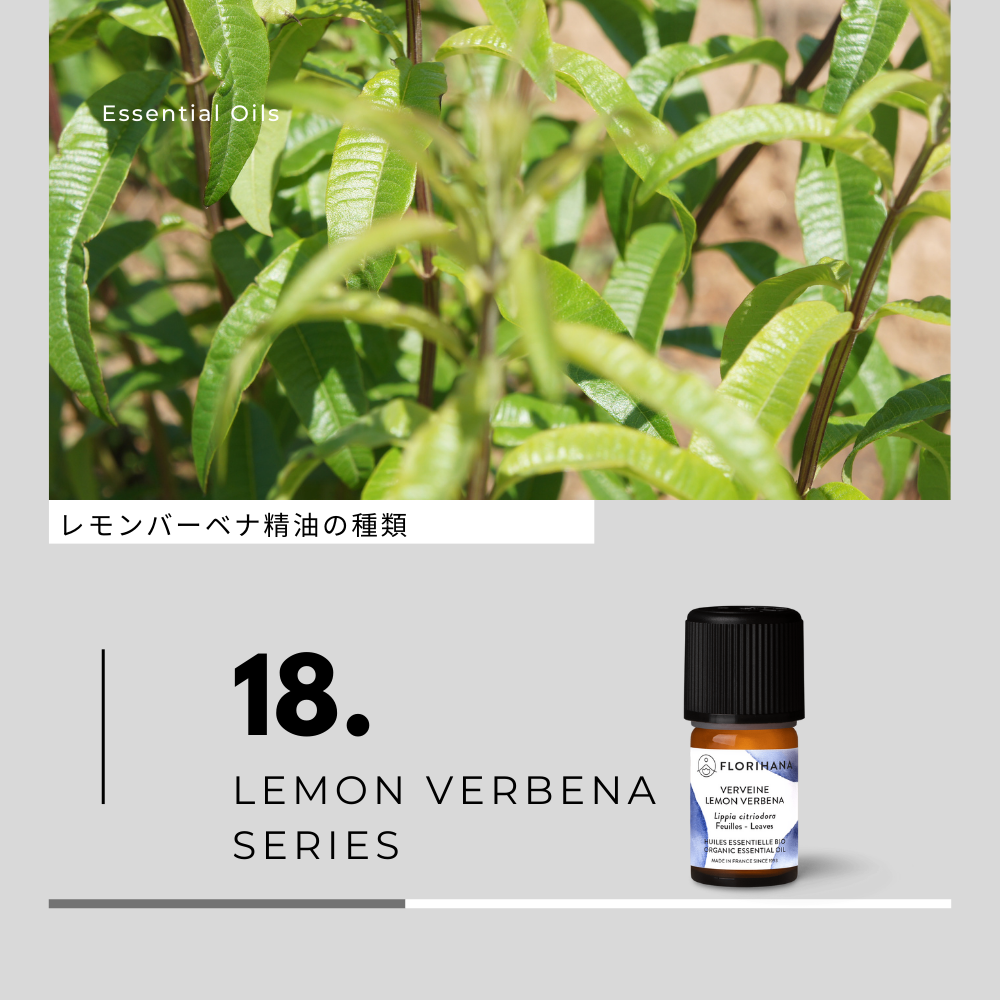 レモンバーベナ精油の種類と香り