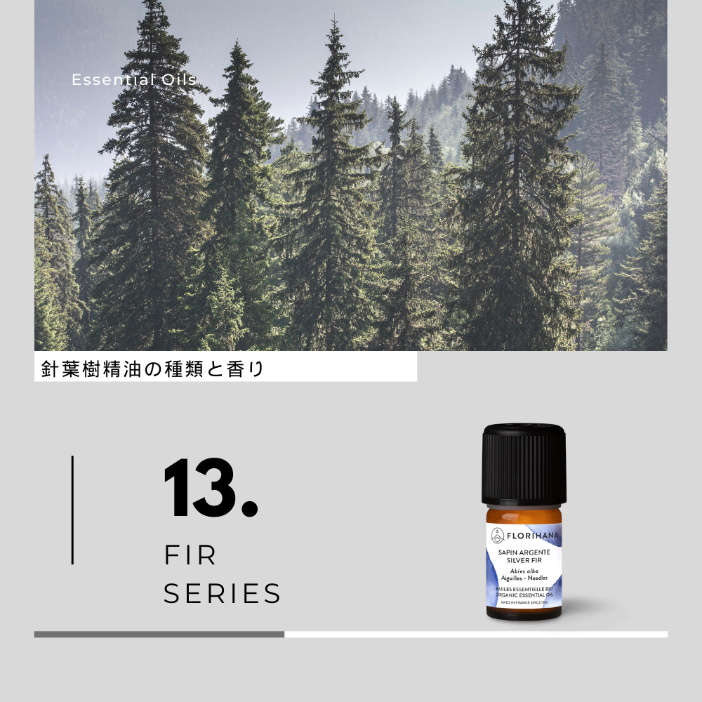針葉樹精油の種類と香り