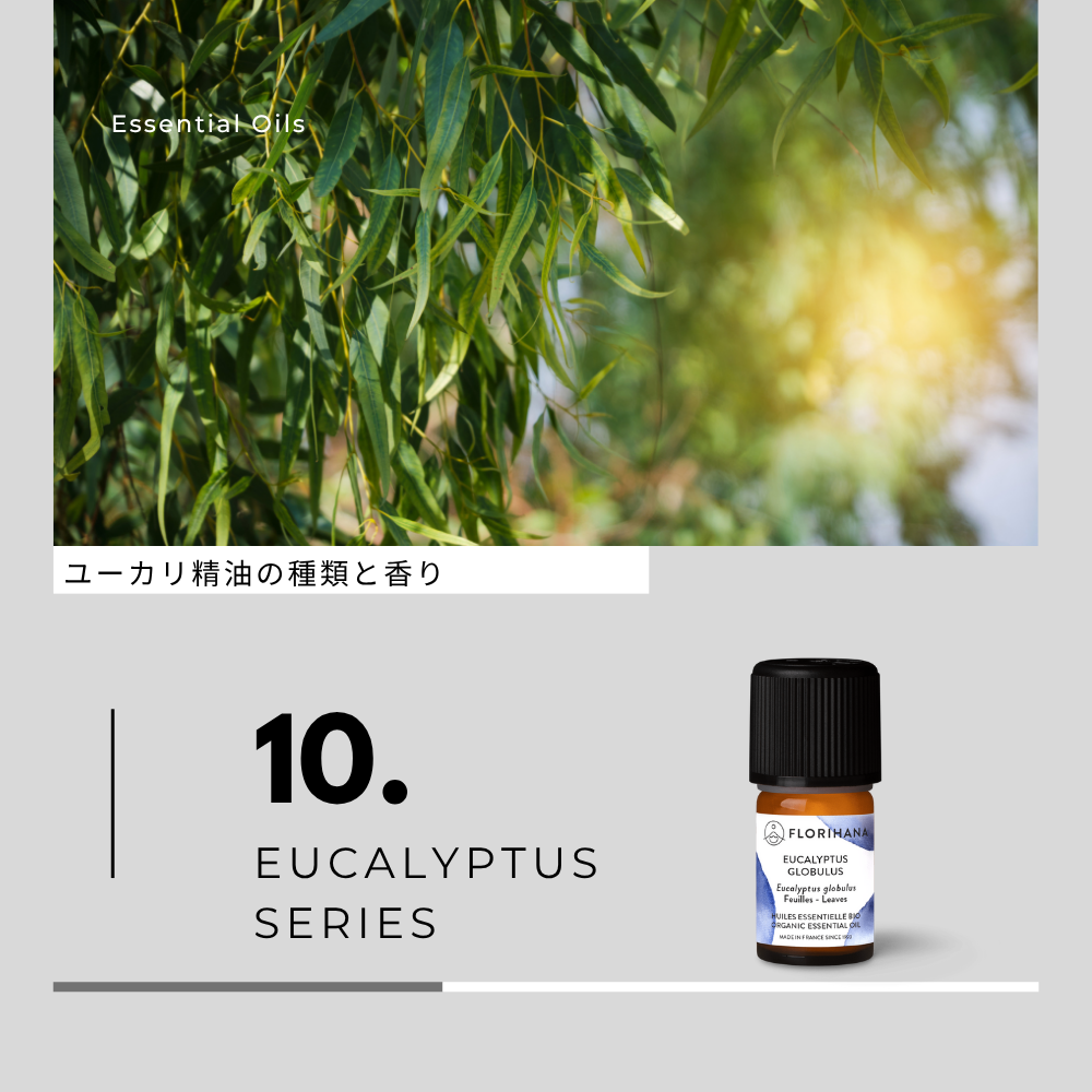 ユーカリ精油の種類と香り