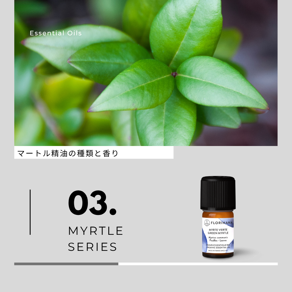 マートル精油の種類と香り
