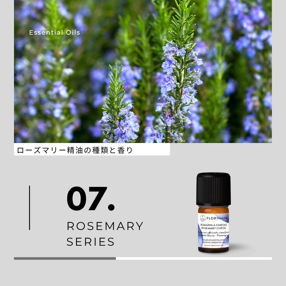 ローズマリー精油の種類と香り