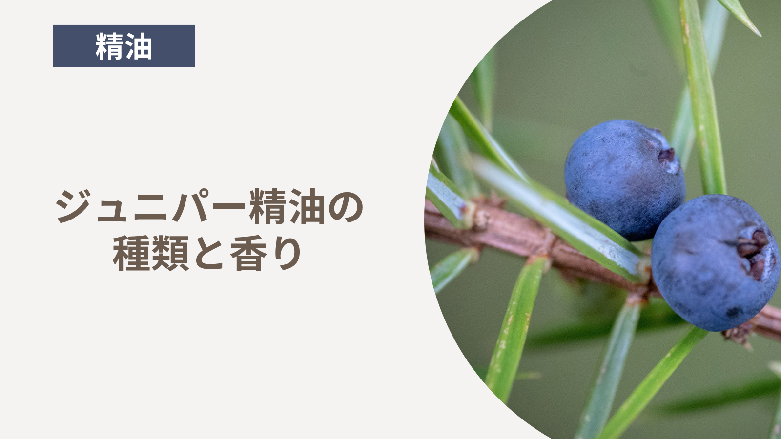 ジュニパー精油の種類と香り