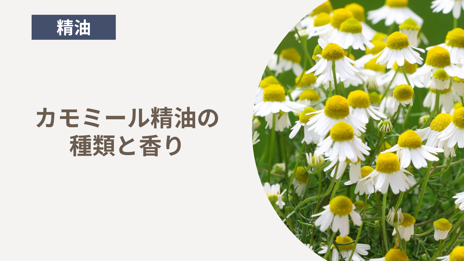 カモミール精油の種類と香り