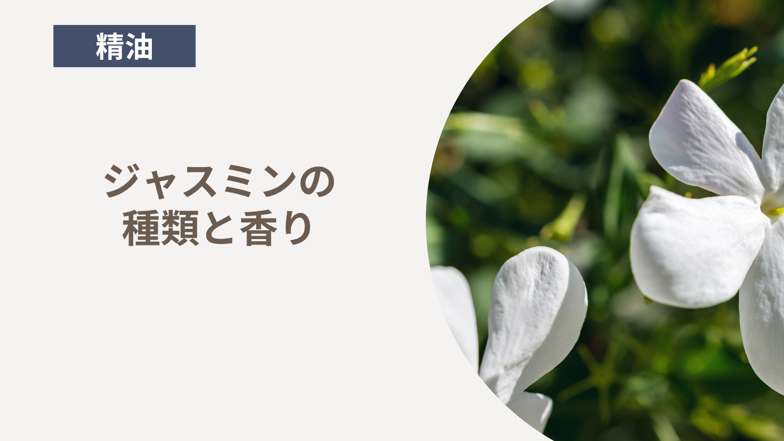 ジャスミンの種類と香り