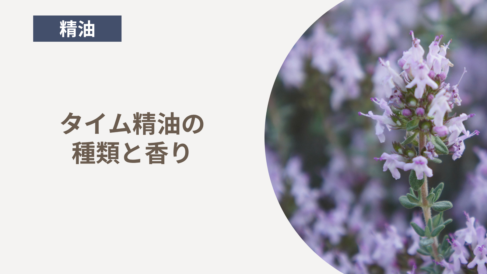 タイム精油の種類と香り