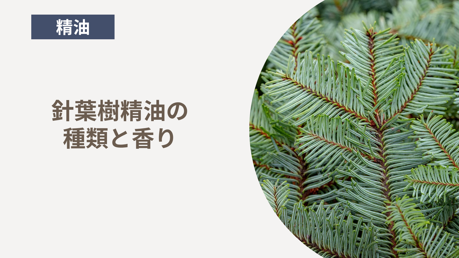 針葉樹精油の種類と香り