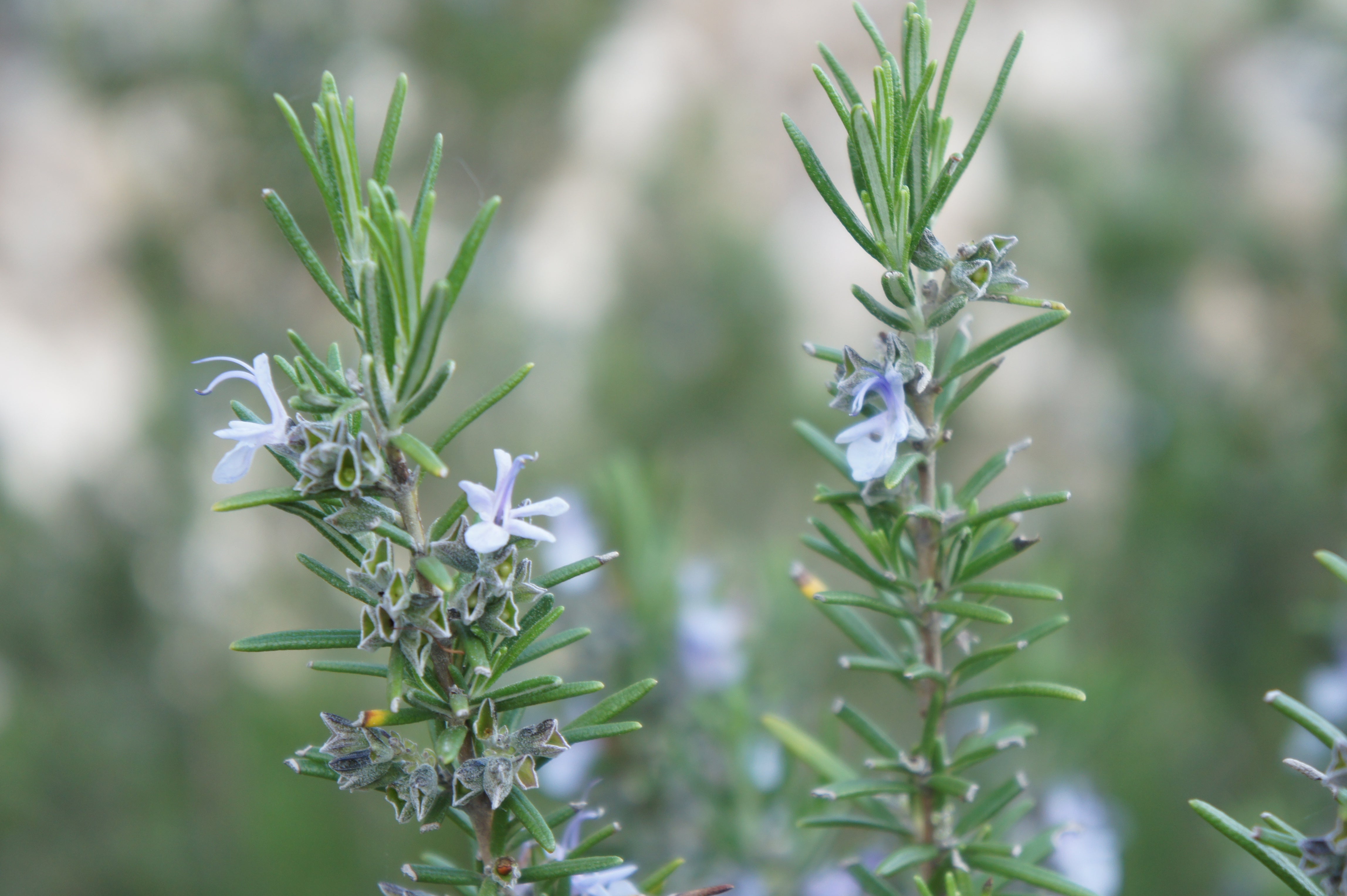 DSC00490.jpg?v=1757039118&