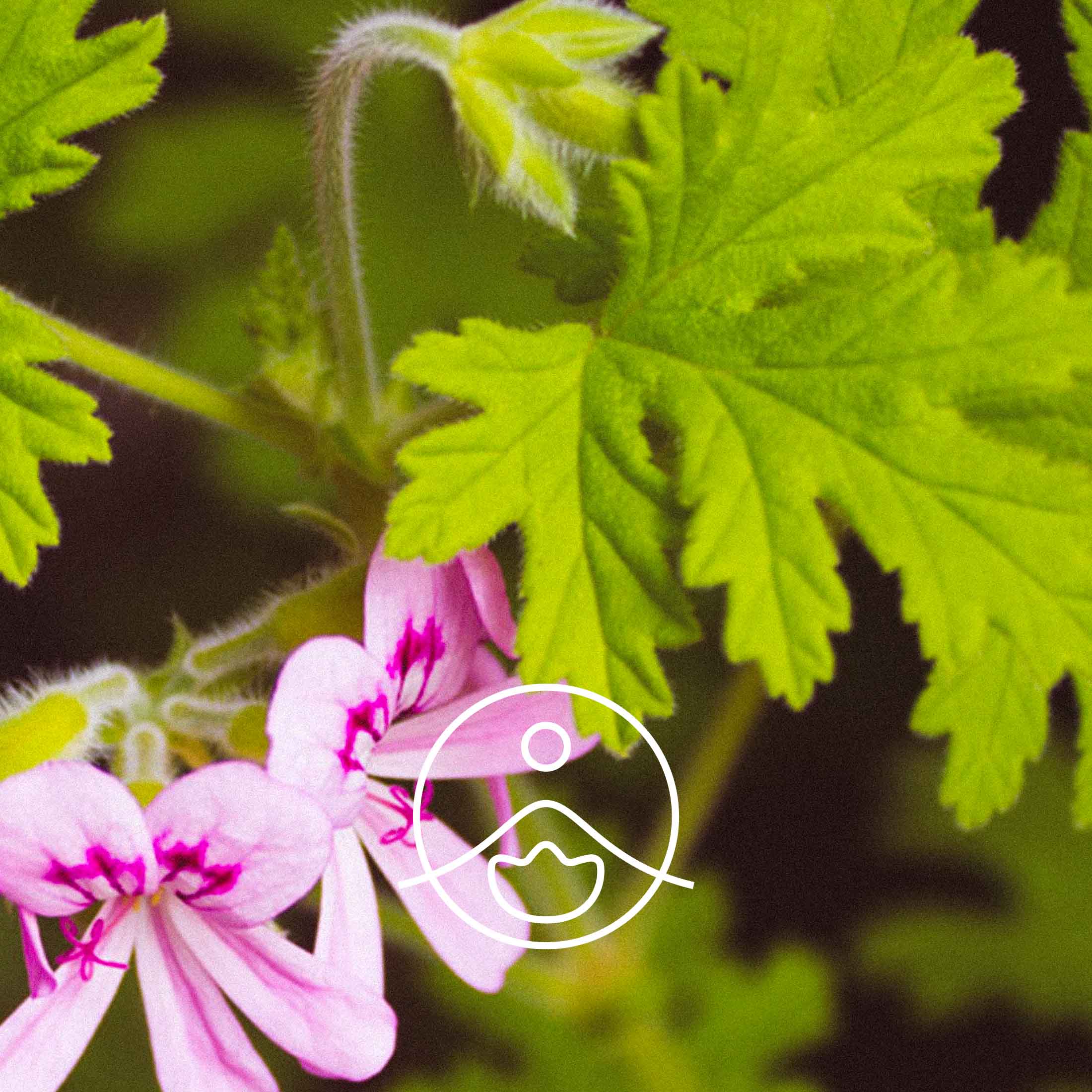 ローズゼラニウム・オーガニック【エッセンシャルオイル/精油】 - フロリハナ FLORIHANA - 【公式オンラインショップ】