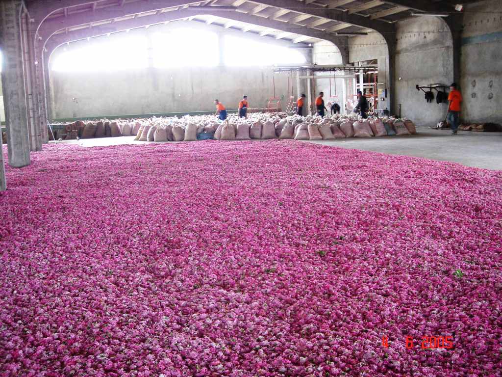 フロリハナ公式】ローズウォーター ダマスクローズ