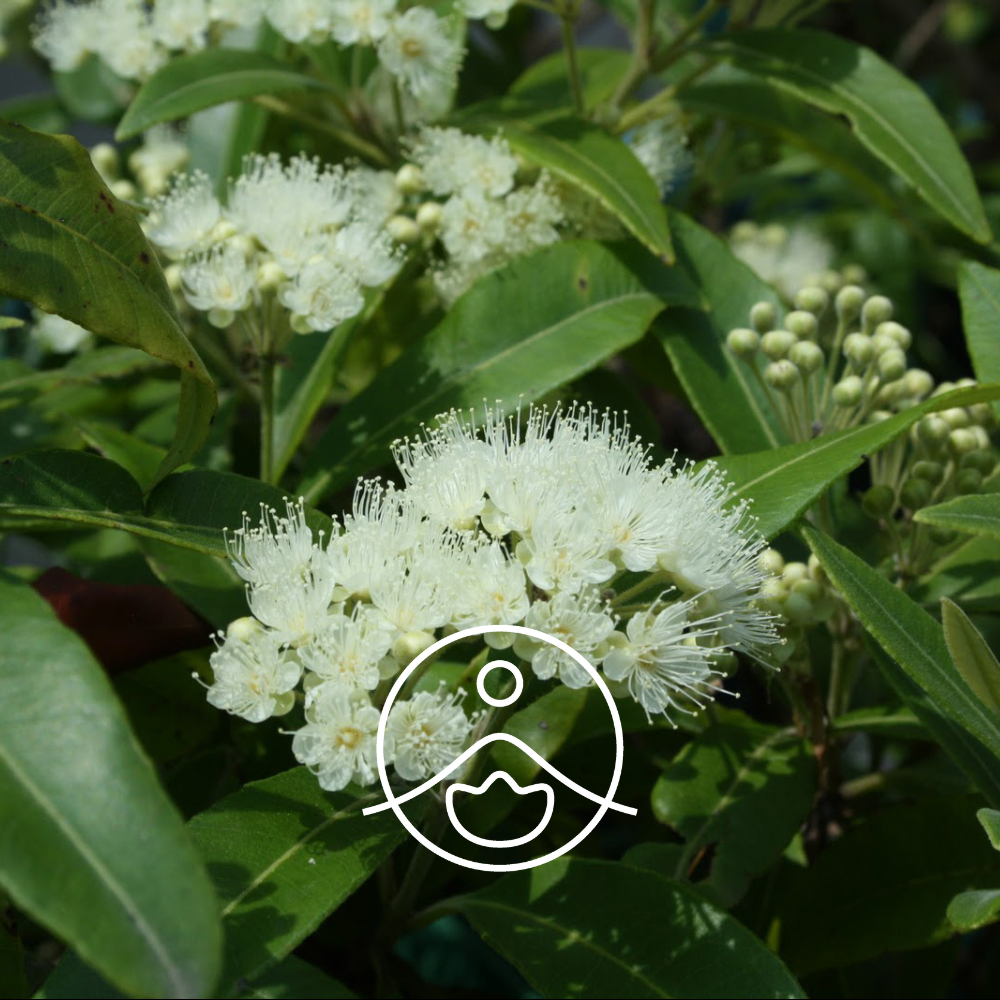 レモンマートル・オーガニック