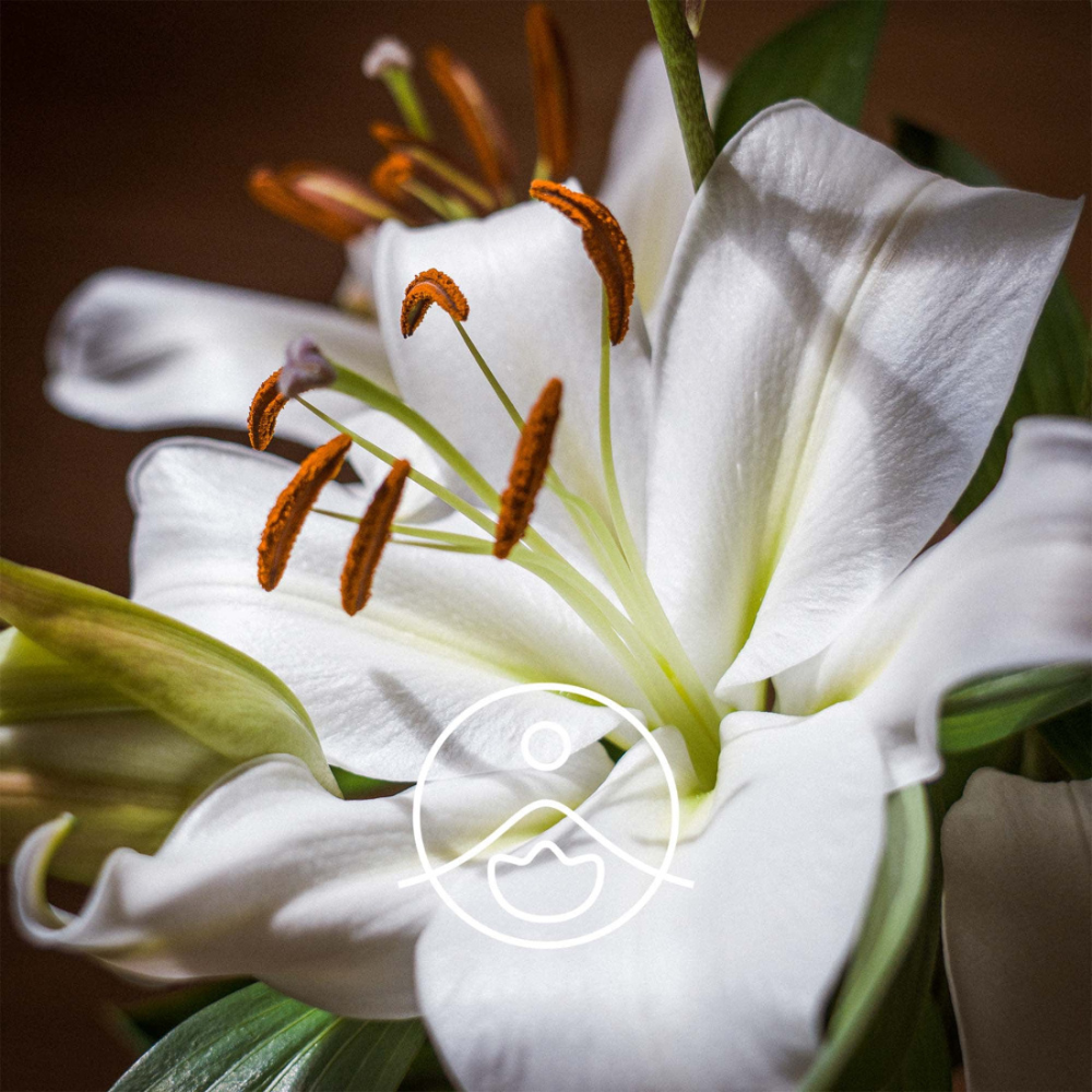 ホワイトリリーオイル（浸出油）/White Lily