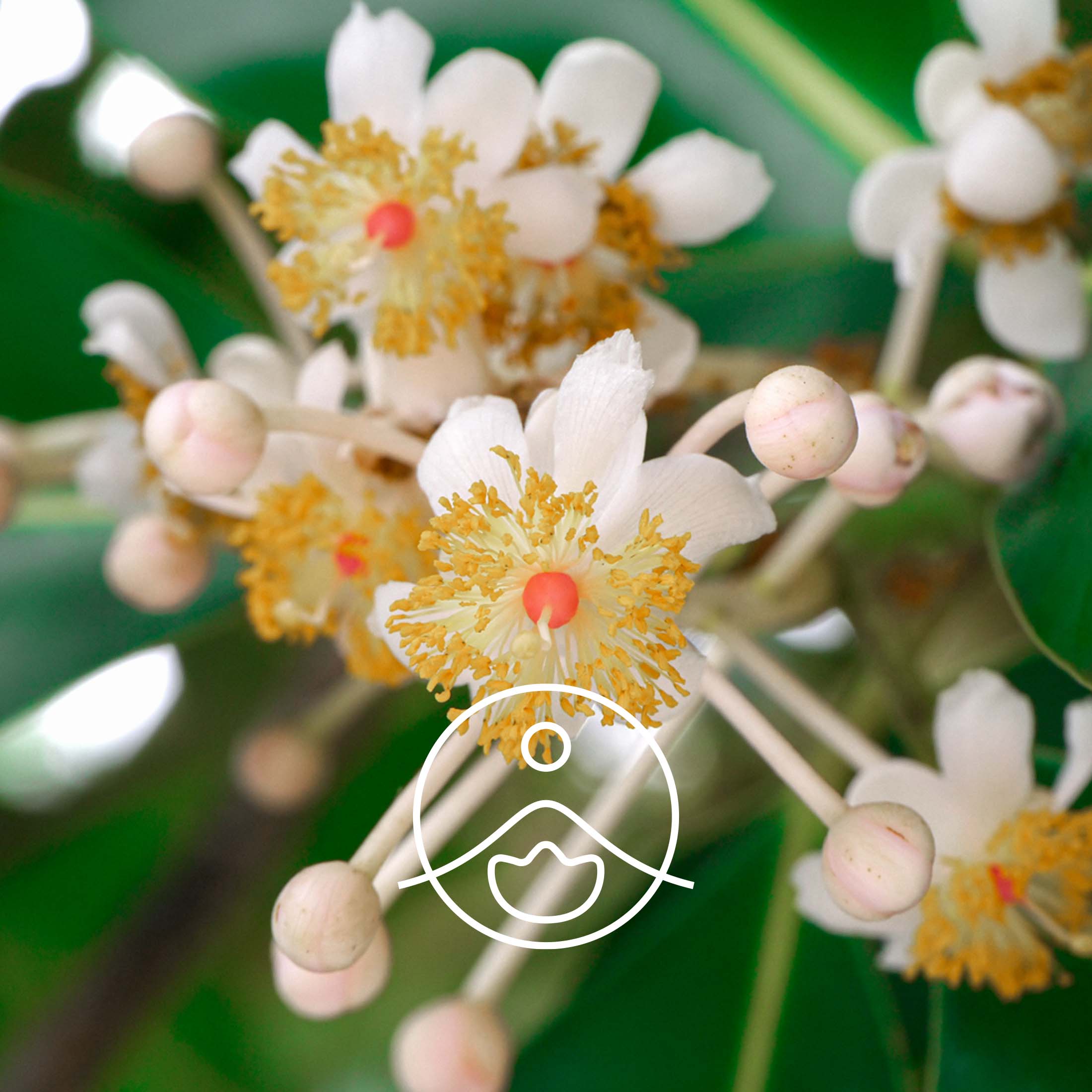 カロフィラム・オーガニック・未精製【キャリアオイル/植物油】 - フロリハナ FLORIHANA - 【公式オンラインショップ】